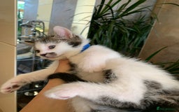 British Shorthair cats for sale: Gorgeous Kittens  - Image 13