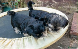 Lhasa Apso dogs for sale: Rare 5* Kyi-Leo Puppies ready for loving homes NOW - Image 26