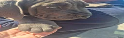 Boerboel dogs for sale: STUNNING NABBR REGISTERED GIRLS.  - Advert 1