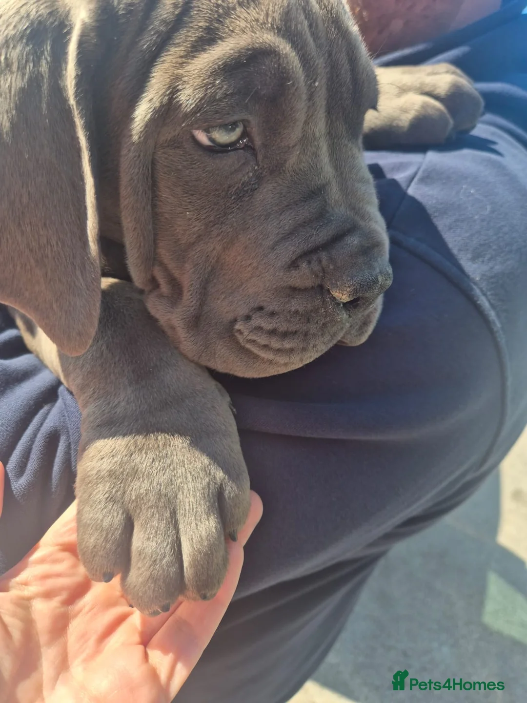 Boerboel dogs for sale: STUNNING NABBR REGISTERED GIRLS.  - Advert 1