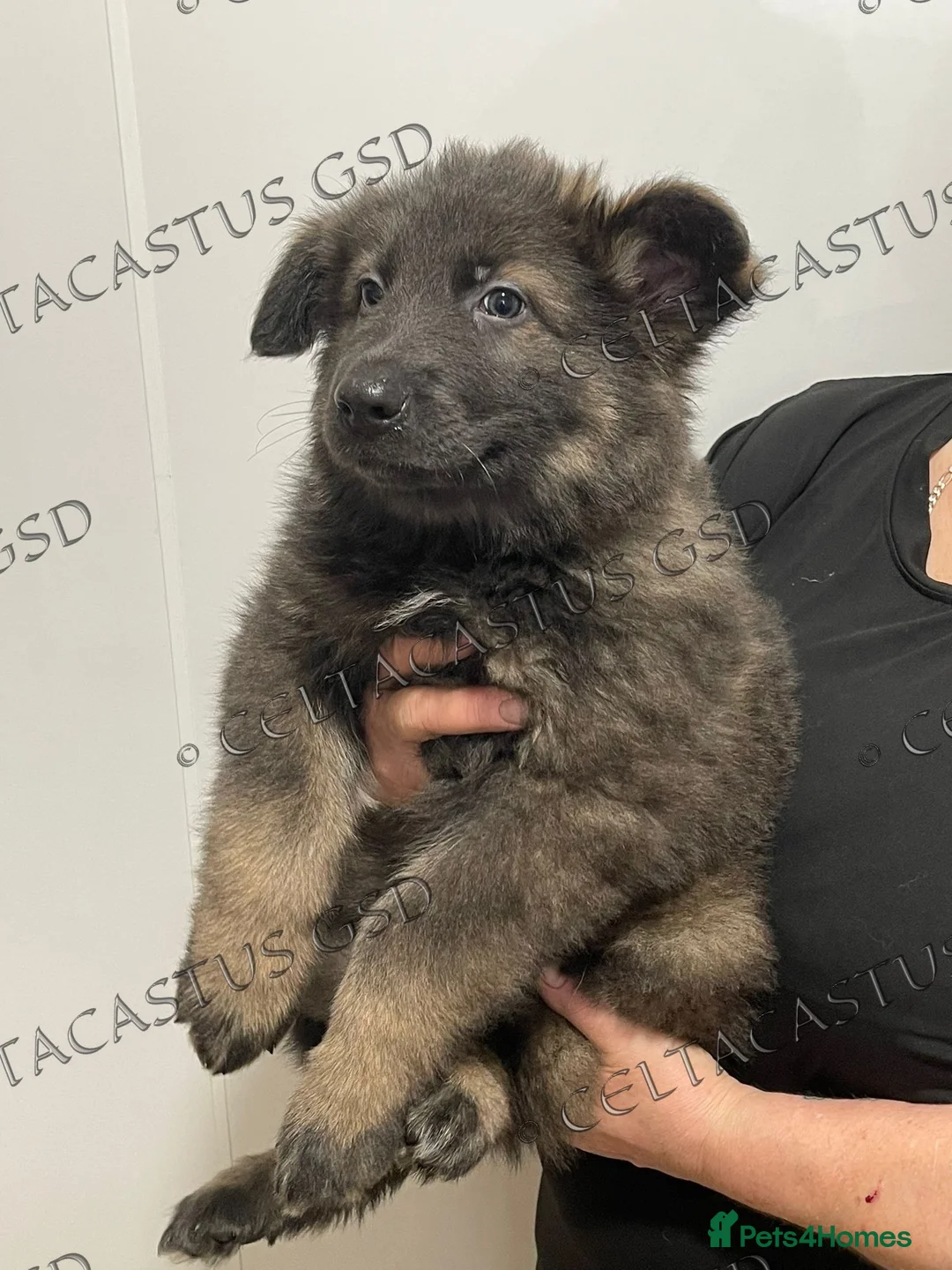 German Shepherd dogs for sale: Reduced kcreg  blue sable carrying Isabella  - Advert 4