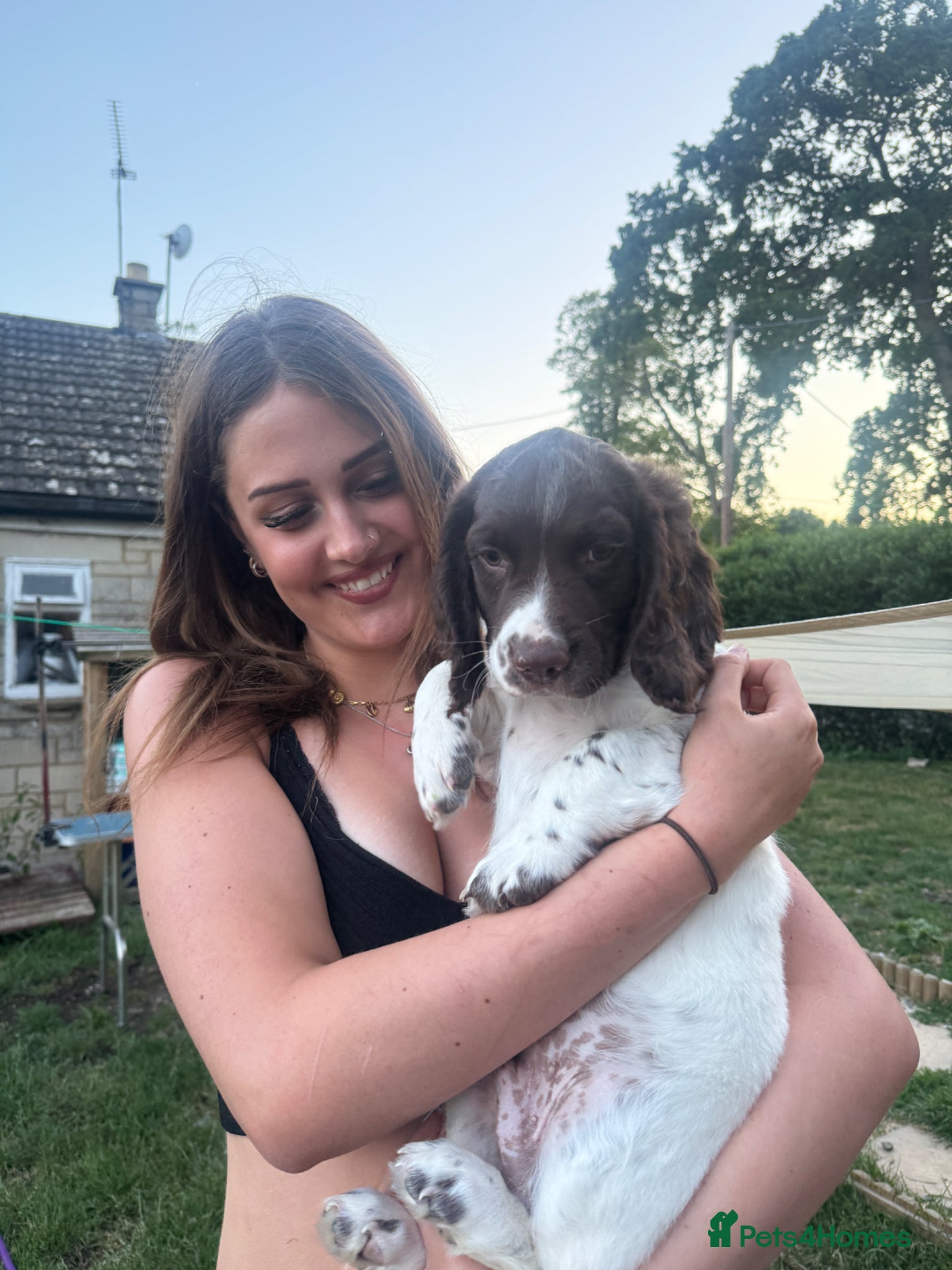 English Springer Spaniel dogs Stunning Springer spaniel kc puppy - Advert 1
