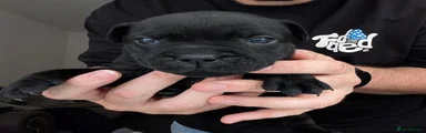 Black Staffordshire Bull Terrier (Green Collar)