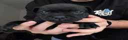 Staffordshire Bull Terrier dogs for sale: Blue & Black KC Staffie Puppies - Champ Bloodline - Advert 33