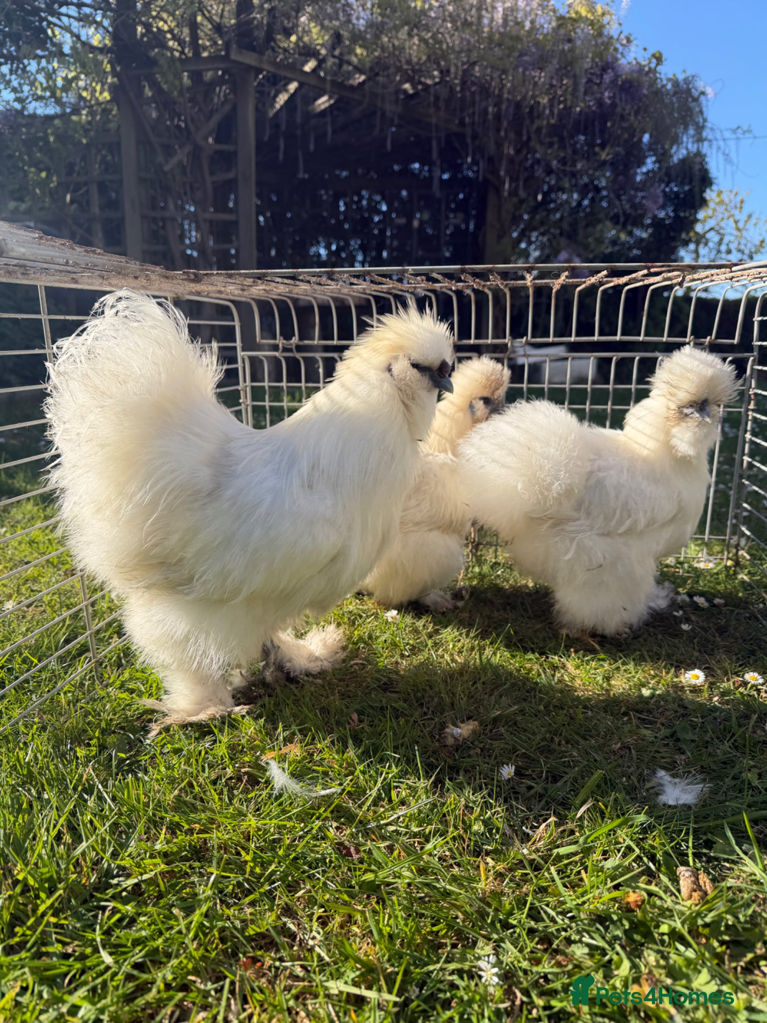Chickens poultry Premium Silkie Trio – Laying Now, Beautiful Type - Advert 1