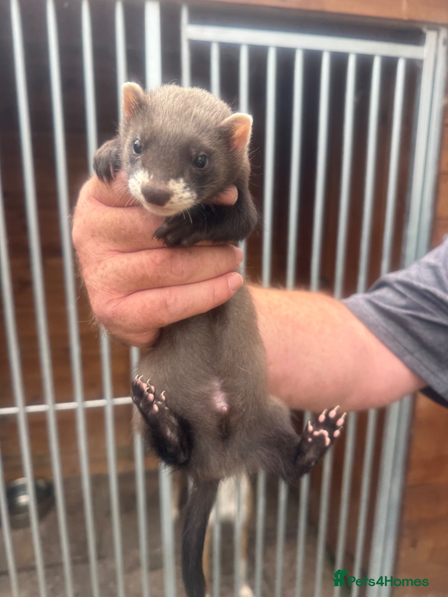 Ferret rodents Soild black crossed with EU - Advert 4