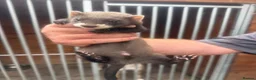 Ferret rodents for sale: Soild black crossed with pole cat breed  - Advert 3