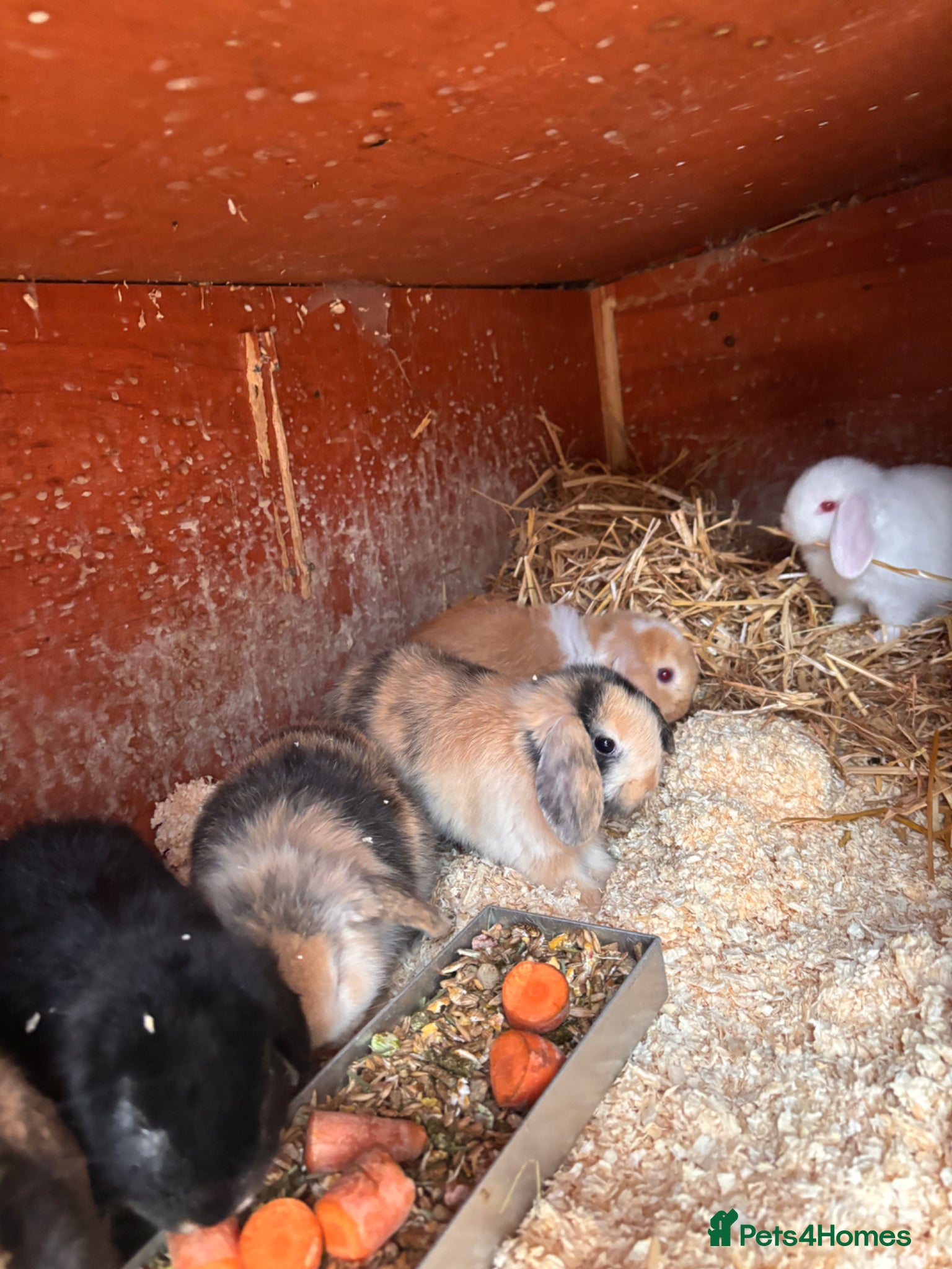 Mini Lop rabbits 7 baby mini lops ready for reserves  - Advert 3
