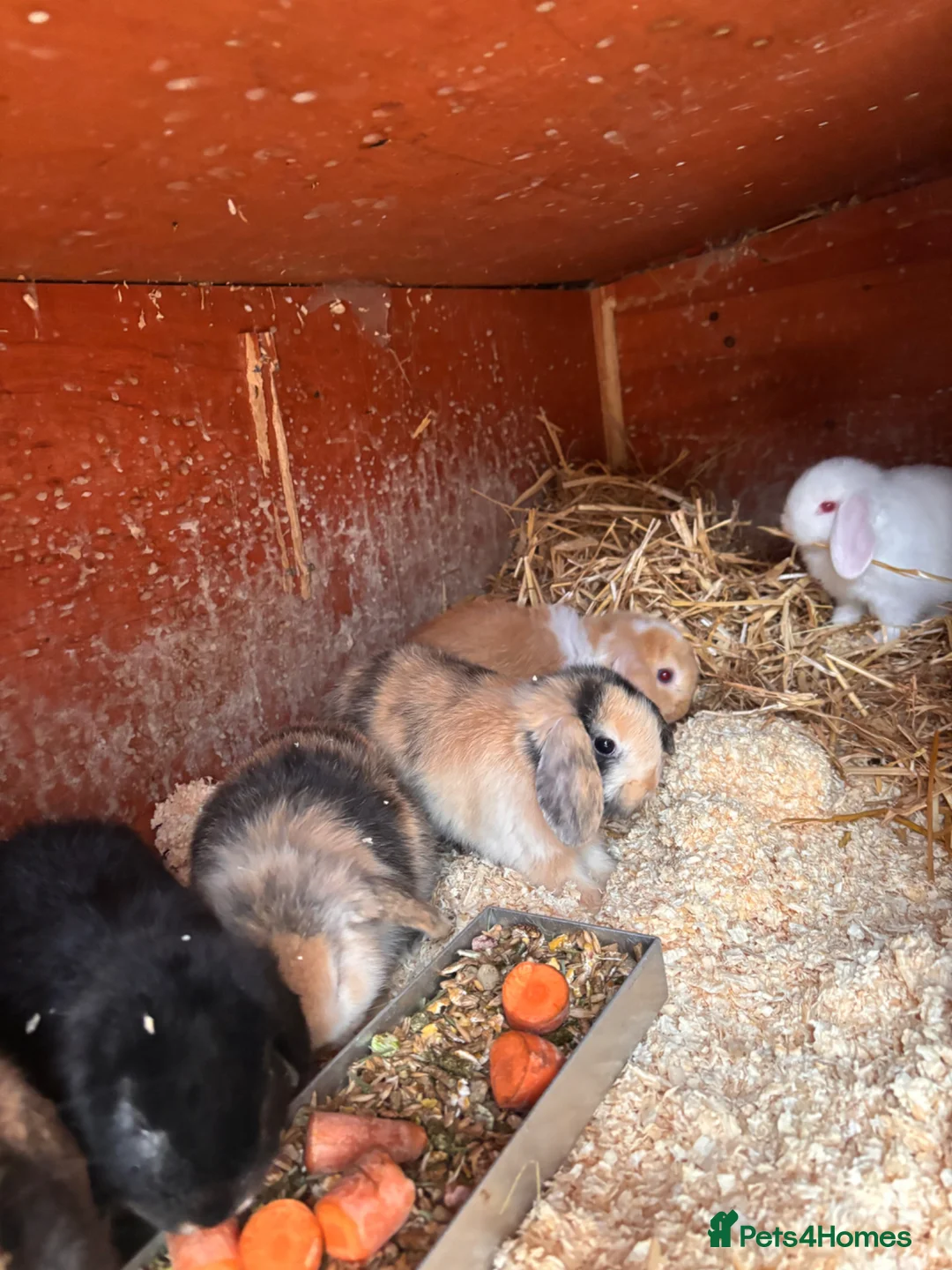 Mini Lop rabbits for sale: 7 baby mini lops ready for reserves  - Advert 1