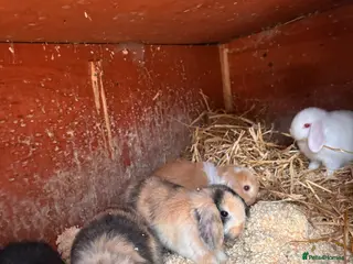 Mini Lop rabbits 7 baby mini lops ready for reserves - Advert 3