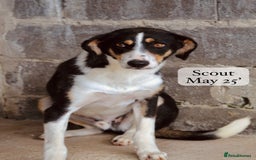 Mixed Breed dogs for adoption: Scout, 1-2 yrs old. Available for adoption  - Image 3