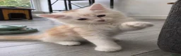 Siberian cats for sale: Gorgeous Siberian kitten waiting for you🌞. - Advert 12