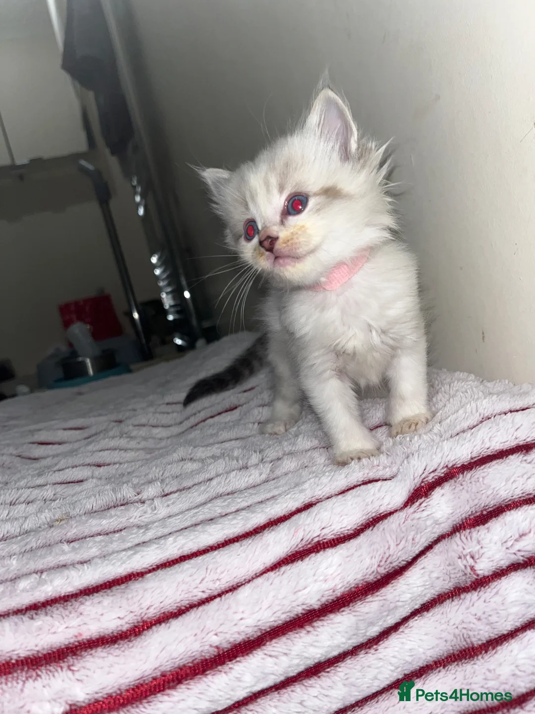 Ragdoll cats for sale: Beautiful lynx ragdoll kittens  - Advert 18
