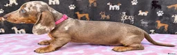 Miniature Dachshund dogs for sale: Miniature Dachshund- KC Registered - Advert 13