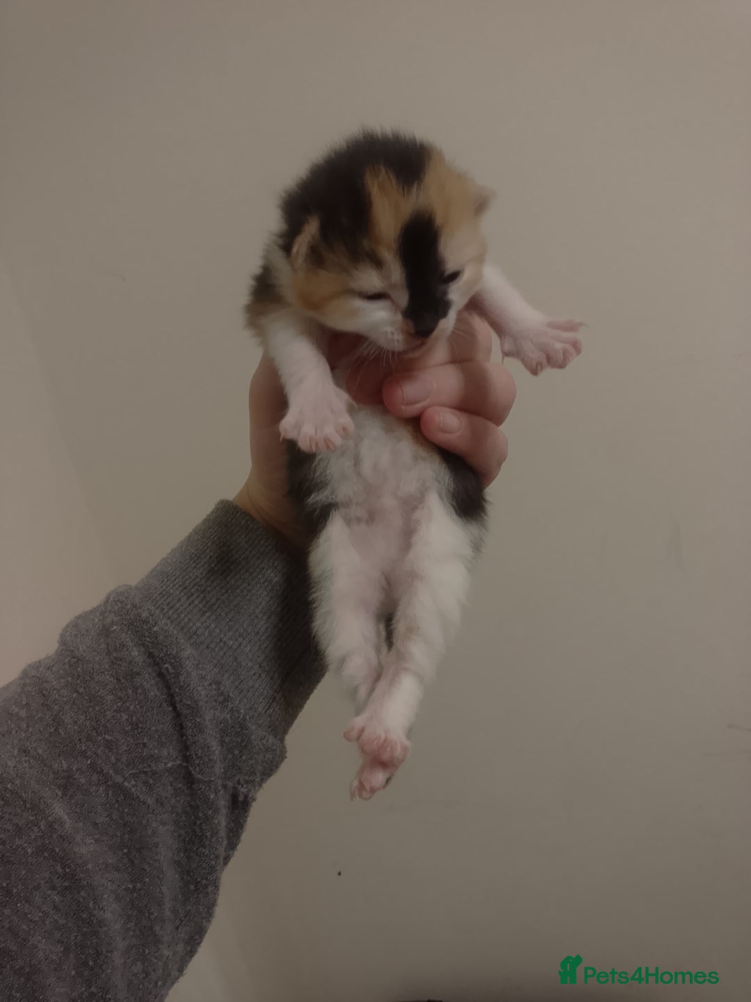 Mixed Breed cats for sale: Kittens for sale - Advert 7