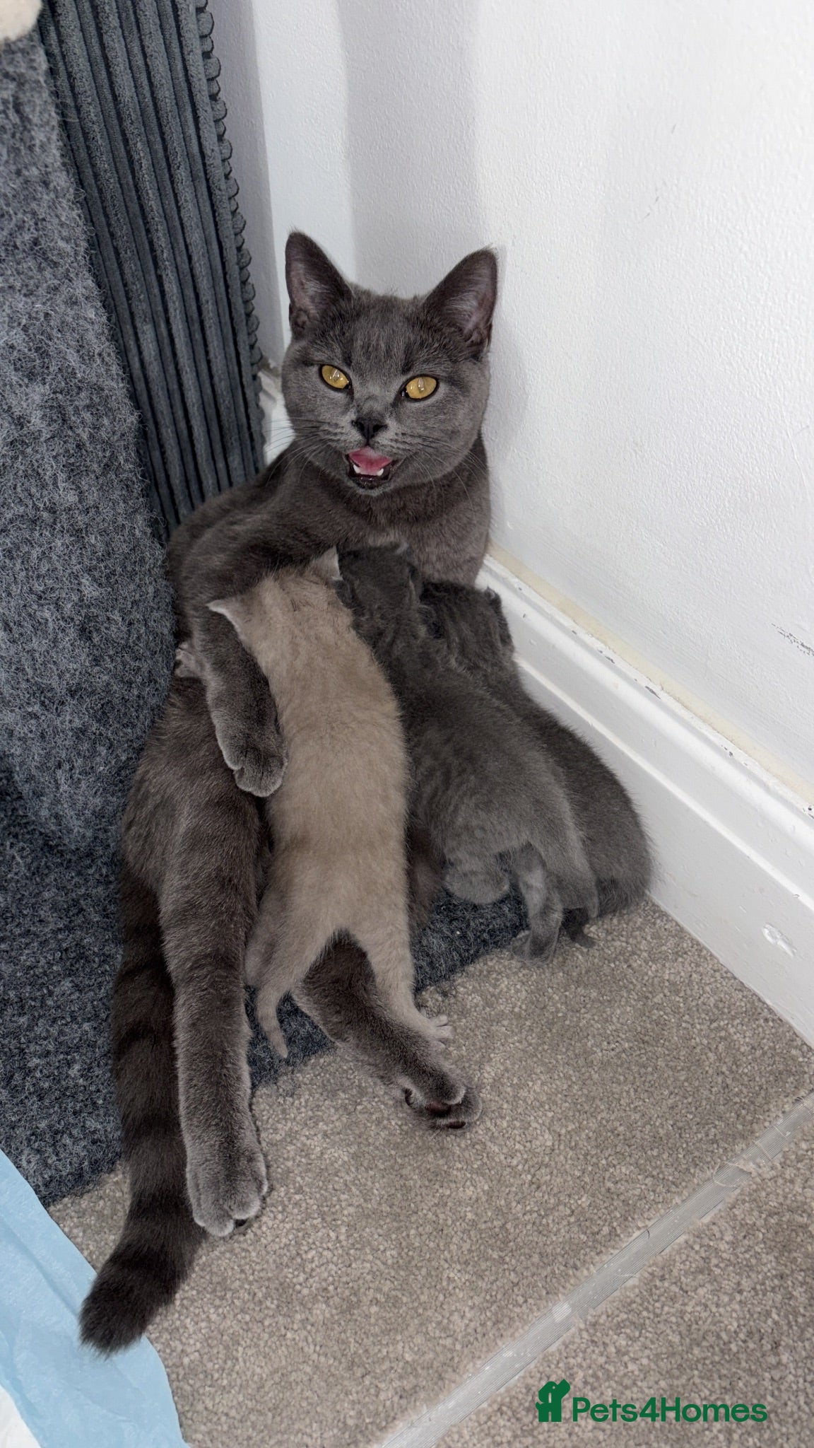 British Shorthair cats British Shorthair Kittens  - Advert 1
