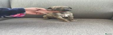 Whippet 4