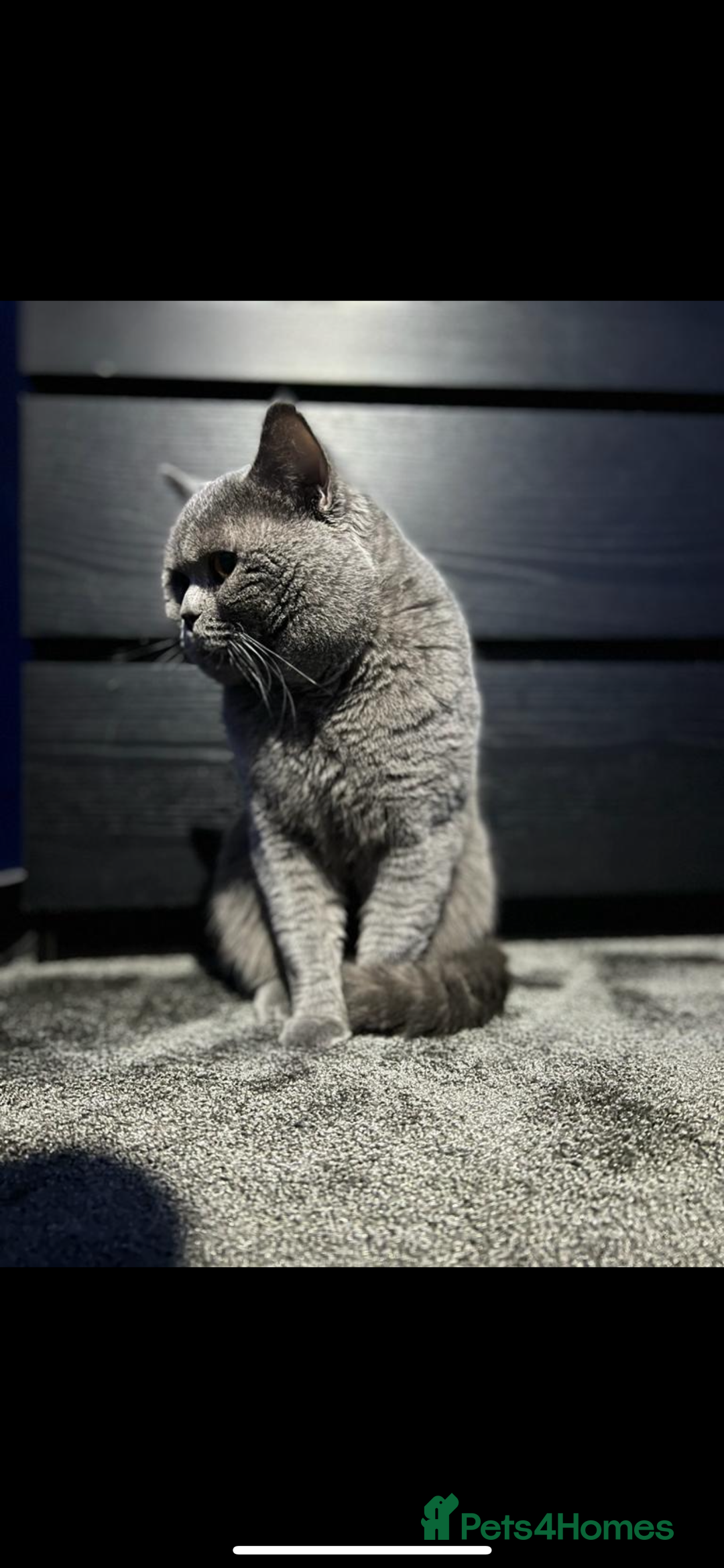 British Shorthair cats for sale: British shorthair  - Image 2