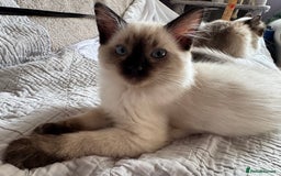 Ragdoll cats for sale: Exquisite 6th Gen*  PUREBREED Ragdoll Kittens - Image 21