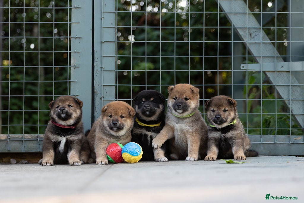 Japanese Shiba Inu dogs Rare Black Sesame Shiba | Japanese Bloodlines - Advert 1