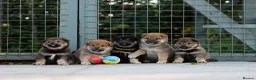 Japanese Shiba Inu dogs for sale: Rare Black Sesame Shiba | Japanese Bloodlines - Advert 8