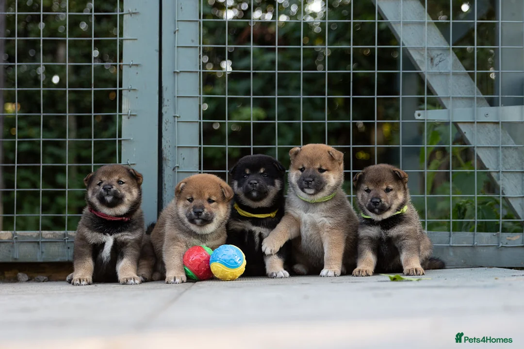 Japanese Shiba Inu dogs for sale: Last but Not Least Little Red Girl  ❤️ - Advert 23