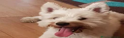 Mixed Breed dogs for sale: Stunning Westiejack Pups (Jack Russell x Westie  - Advert 10