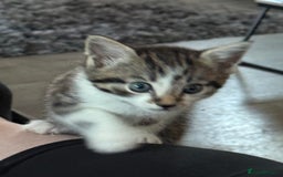 Domestic Shorthair cats for sale: 3 beautiful tabby females  - Image 4