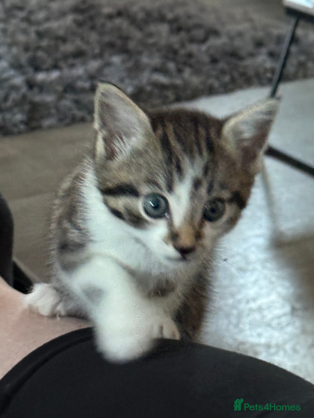 Domestic Shorthair cats for sale: 3 beautiful tabby females  - Image 4