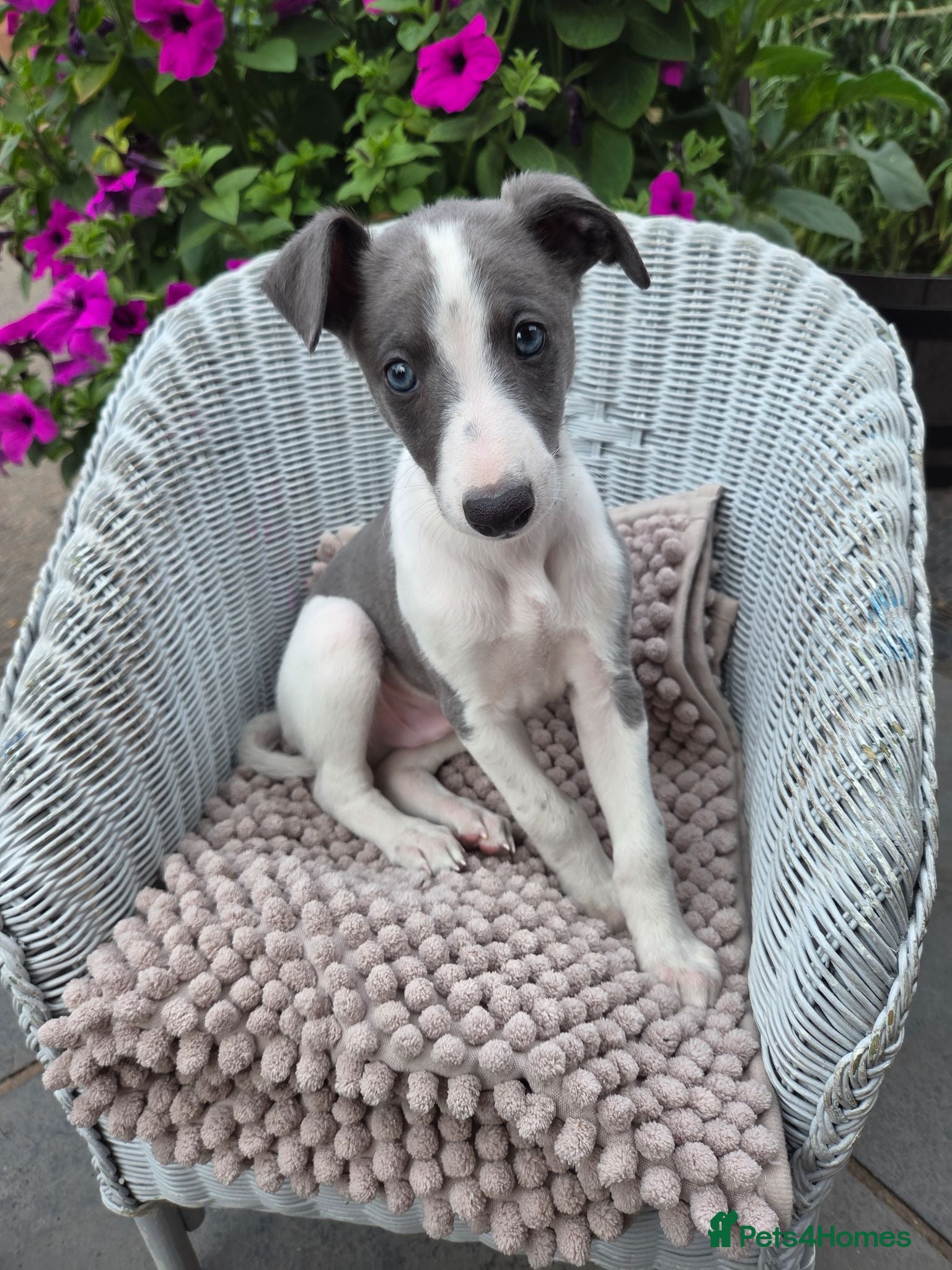 Whippet dogs KC Whippet Puppies - Advert 9