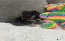 Chihuahua dogs for sale: chihuahuas puppies for sale  - Advert 17