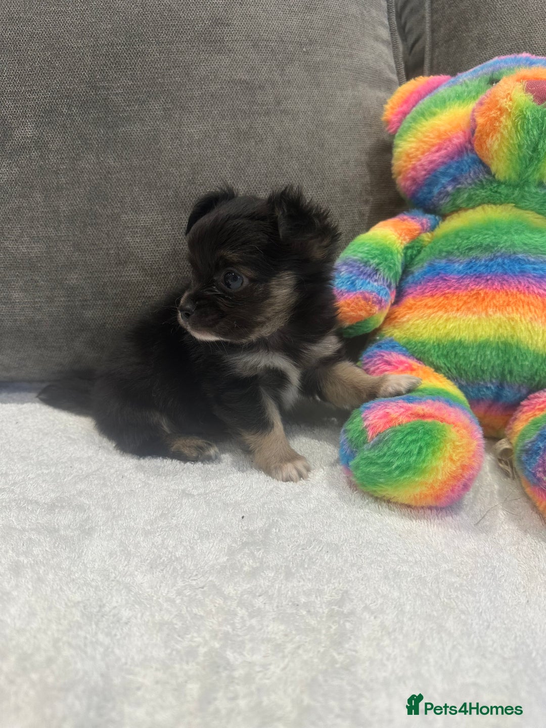 Chihuahua dogs for sale: chihuahuas puppies for sale  - Advert 17