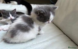 Mixed Breed cats for sale: Kittens for sale - Image 20