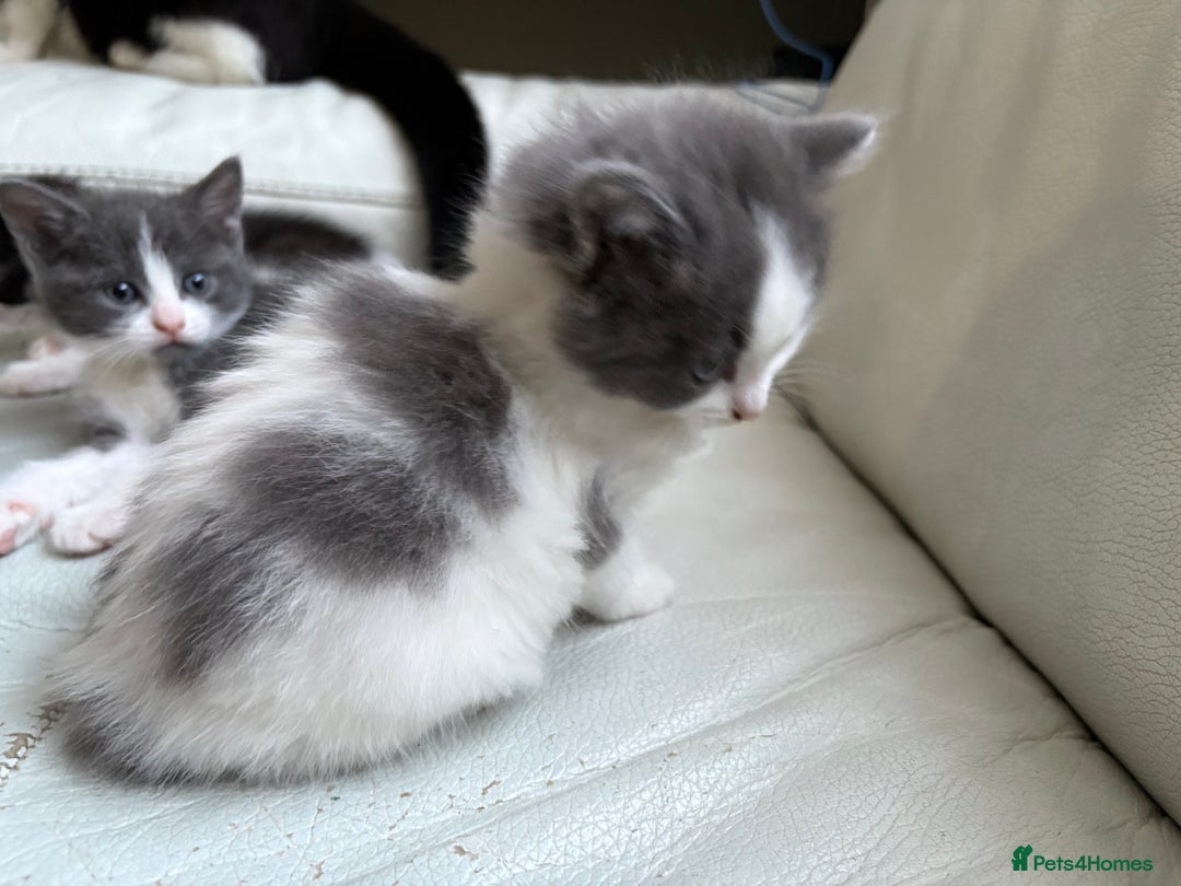 Mixed Breed cats for sale: Kittens for sale - Image 20