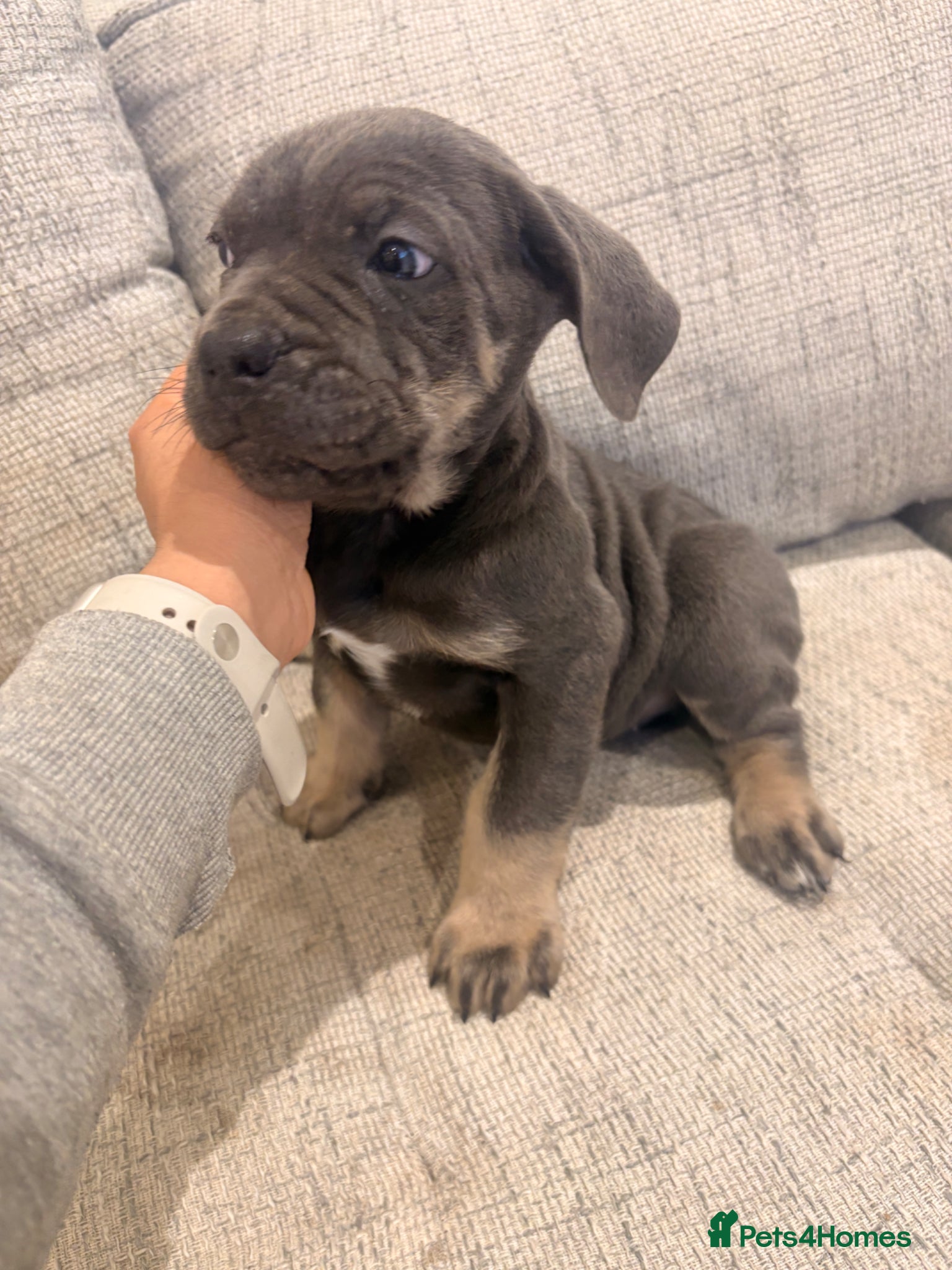 Mixed Breed dogs Puppies Vaccinated Ready to go!  - Advert 1