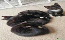 Domestic Shorthair cats for sale: Why nobody wants us? 😞😿 - Image 4