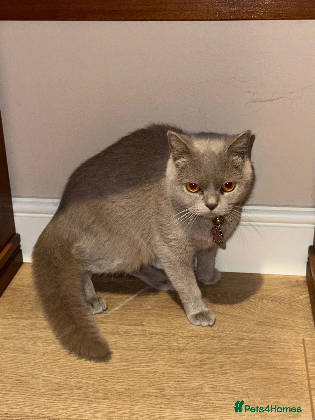 British Shorthair cats for sale: British shorthair lilac female  - Advert 3