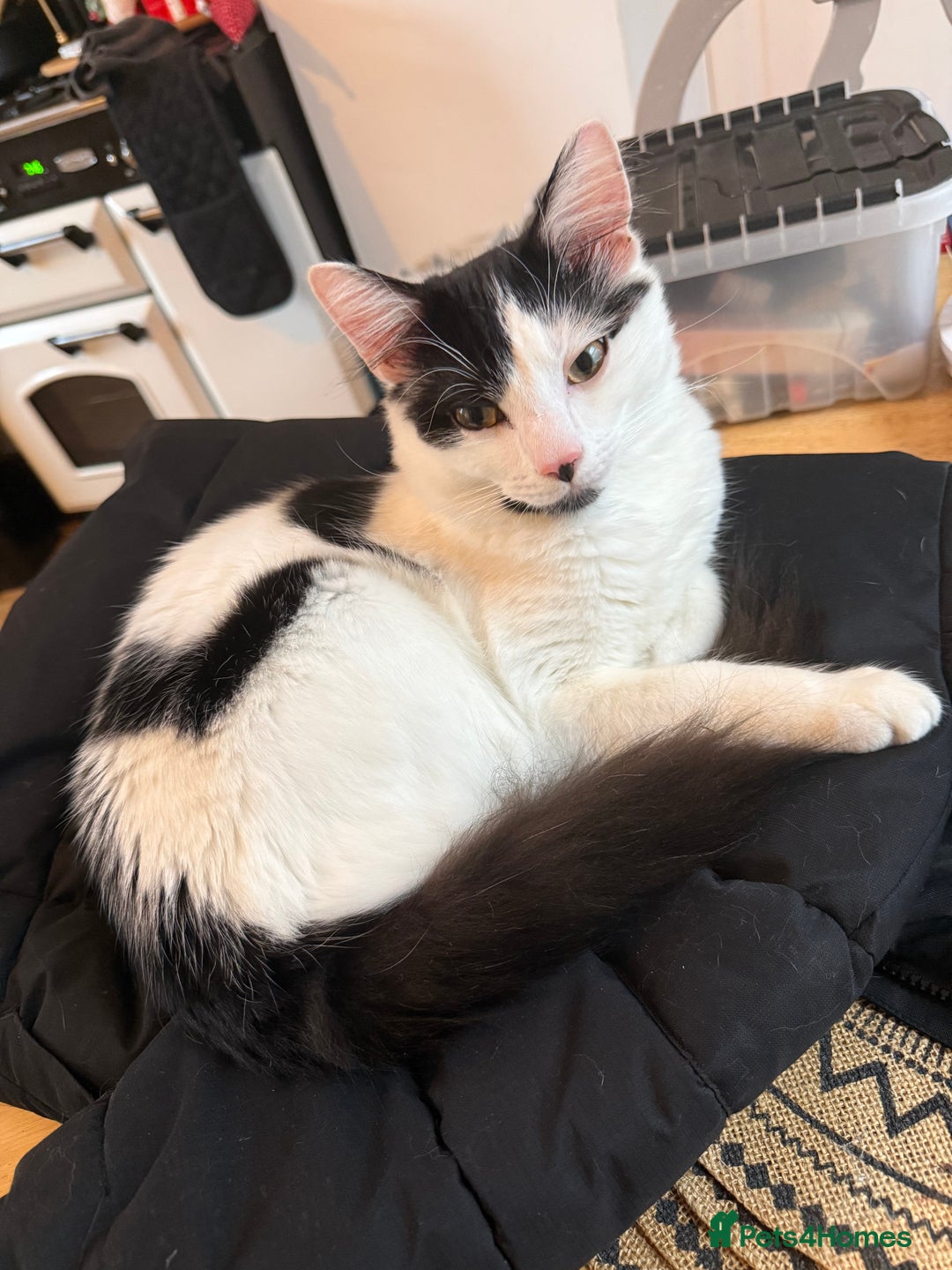 Mixed Breed cats for sale: Looking for our forever home - Advert 2