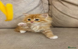 Persian cats for sale: Persian Cross Kittens - GCCF Registered parents - Image 9