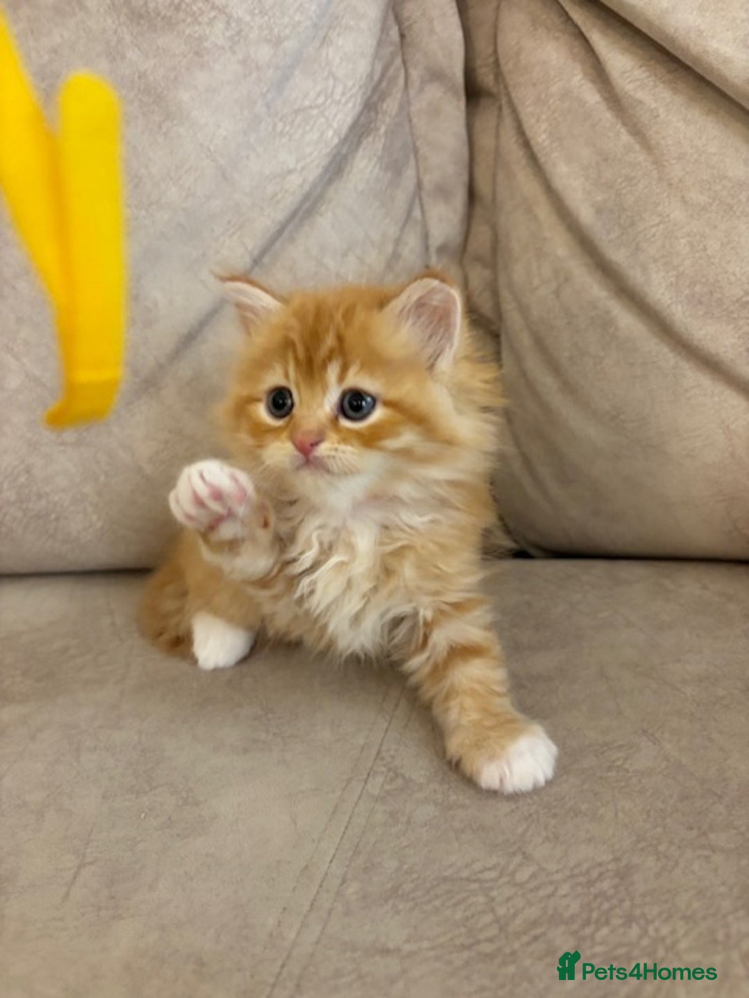 Persian cats for sale: Persian Cross Kittens - GCCF Registered parents - Image 9