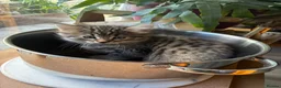 Mixed Breed cats for sale: Healthy , Energetic, Absolutely stunning 8  - Advert 37
