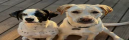 Mixed Breed dogs for sale: Beautiful Big Lady Sadie  - Advert 2
