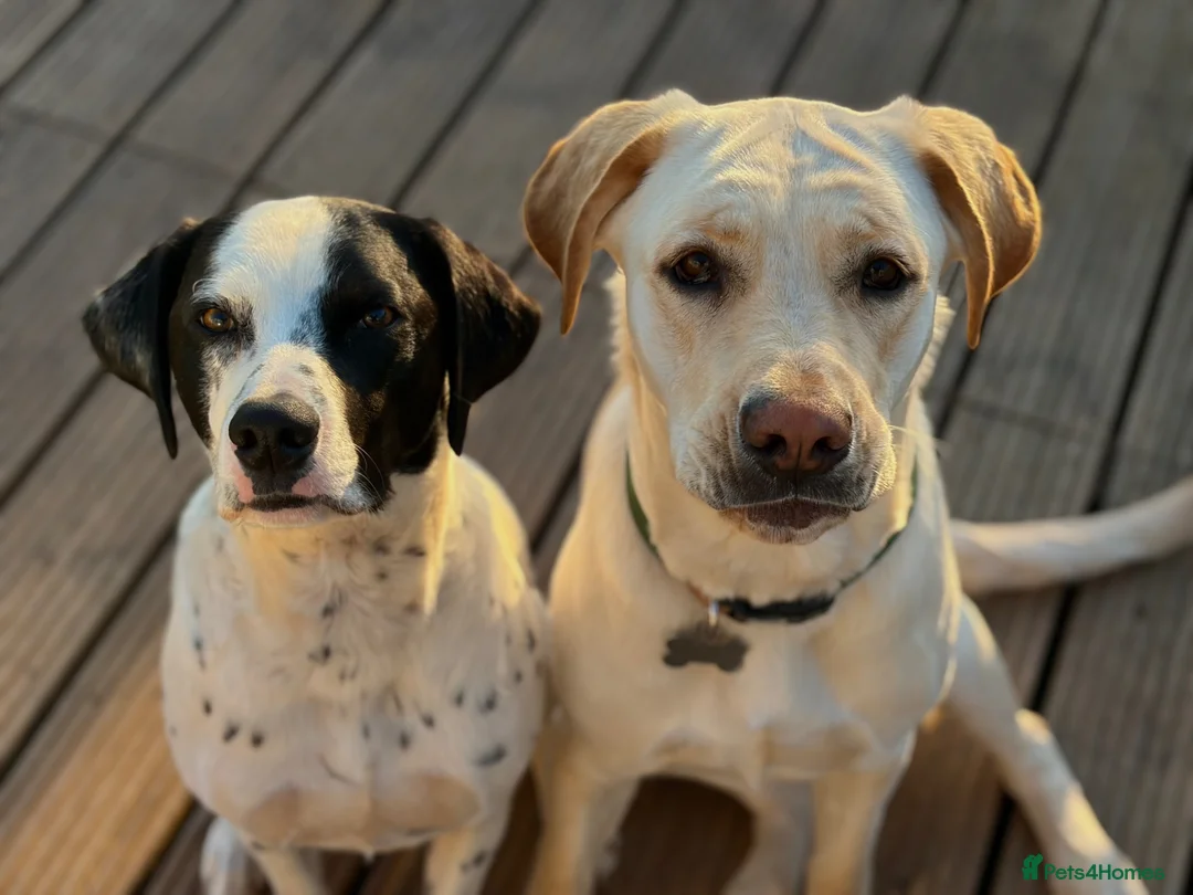 Mixed Breed dogs for sale: Beautiful Big Lady Sadie  - Advert 2