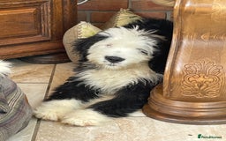 Old English Sheepdog dogs for sale: Old English sheep dog  - Image 4