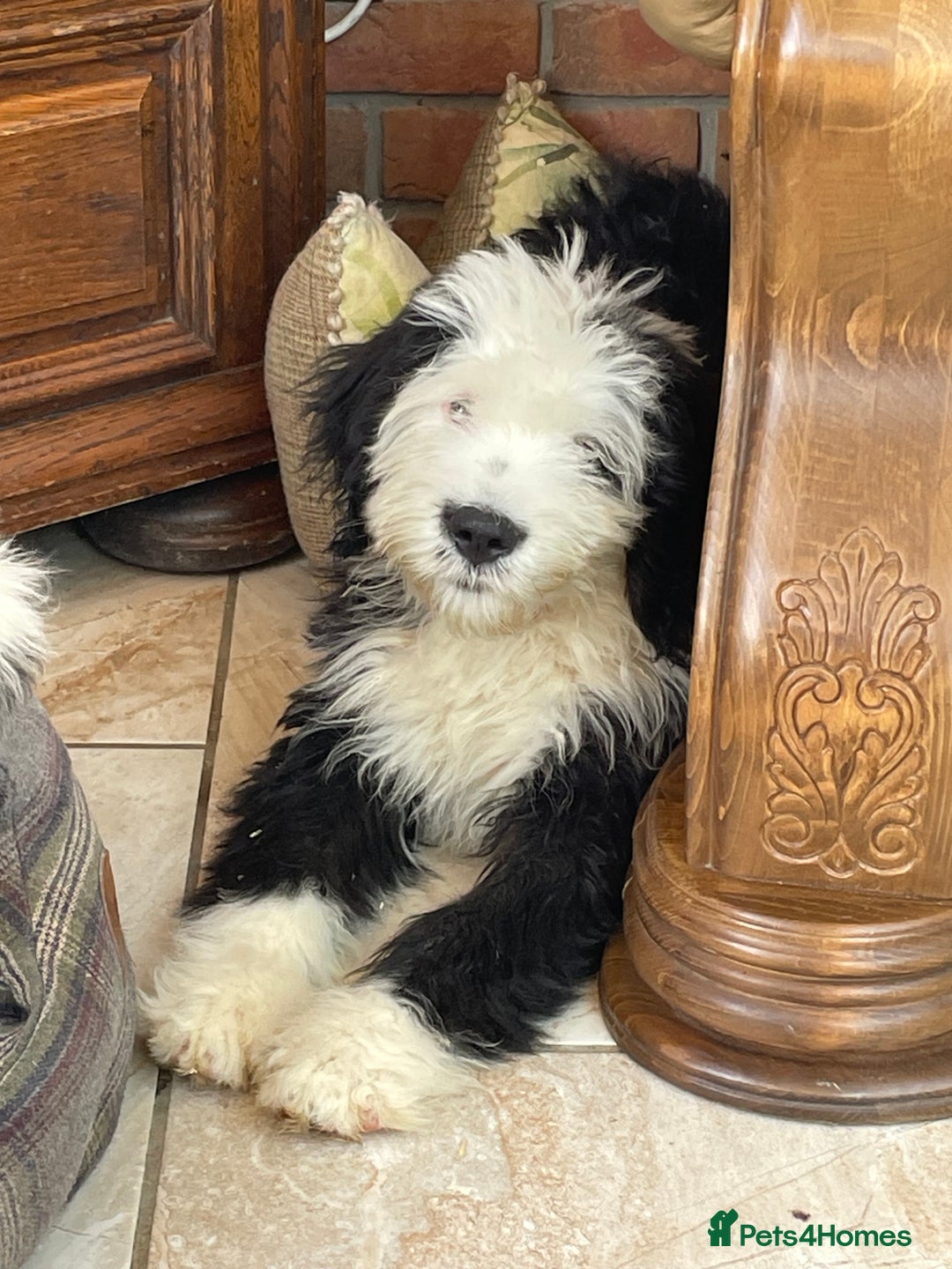 Old English Sheepdog dogs for sale: Old English sheep dog  - Image 4
