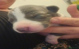 Lurcher dogs for sale: Lurcher puppies  - Image 2