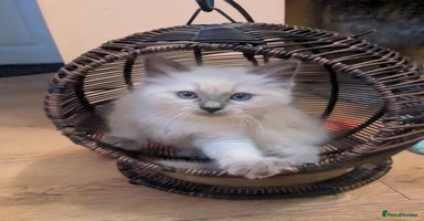 Ragdoll cats - Advert 3