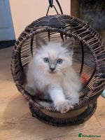 Ragdoll cats - Advert 3