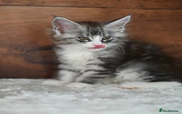 Maine Coon cats for sale: ✨Meet Cherry & Plum✨- TICA Reg - High Smoke-white - Image 8