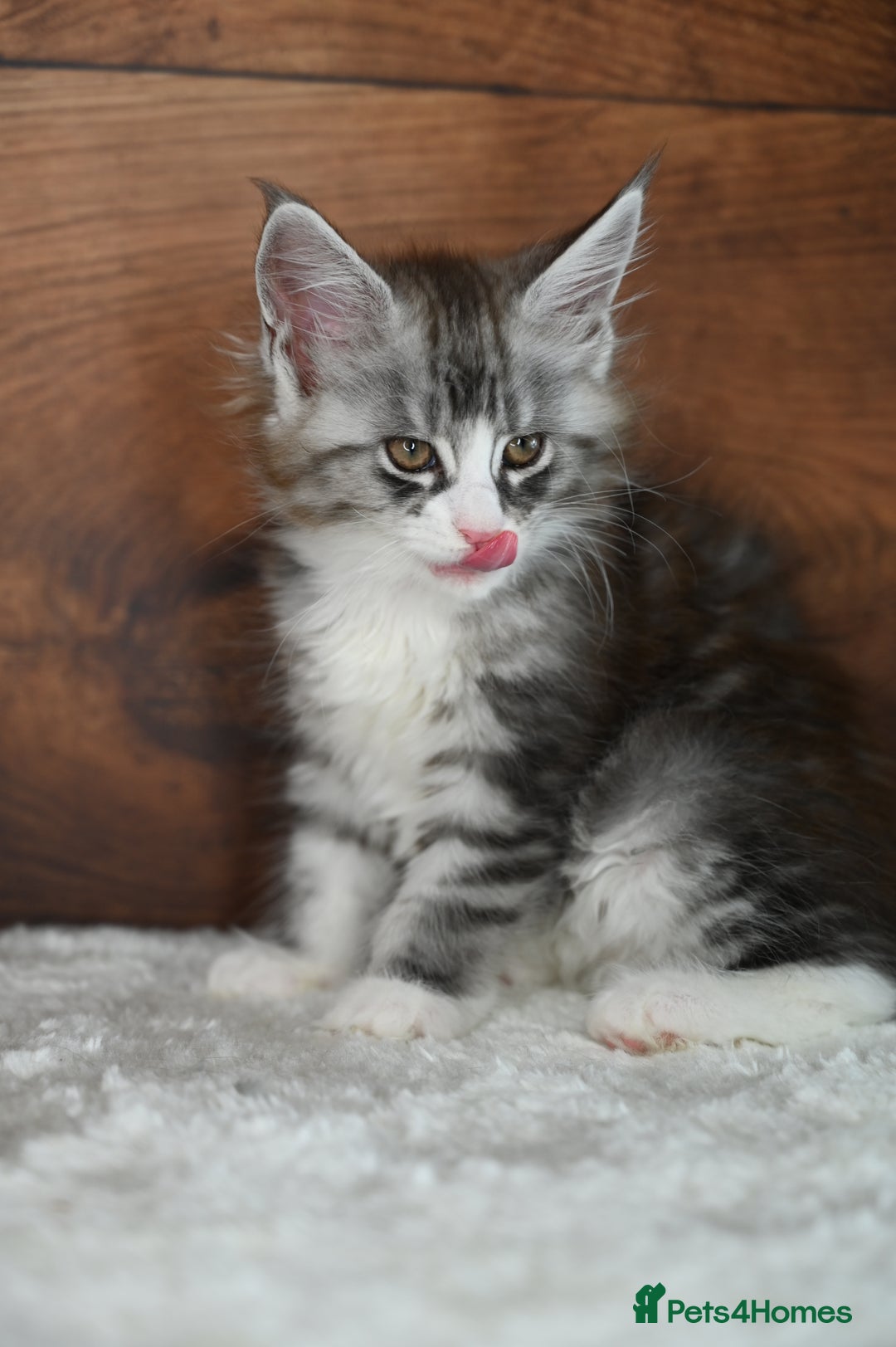Maine Coon cats for sale: ✨Meet Cherry & Plum✨- TICA Reg - High Smoke-white - Image 8